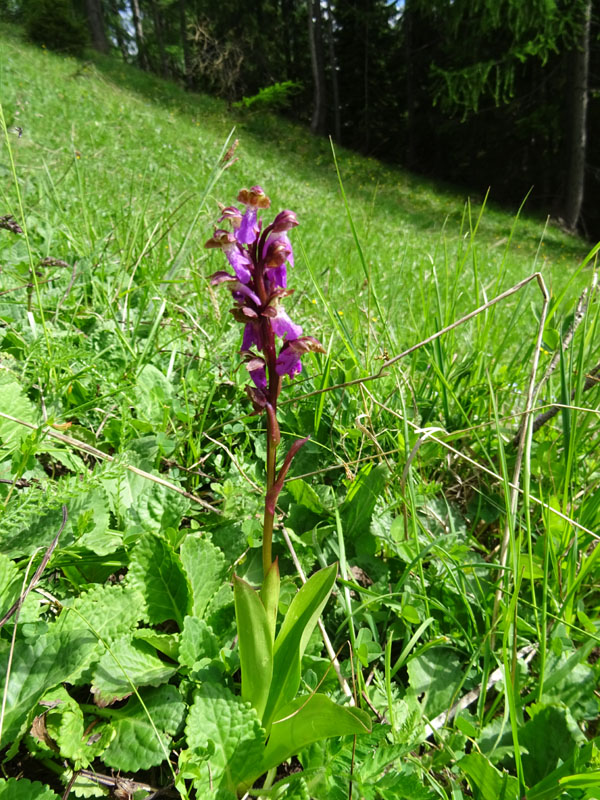 Orchis spitzelii